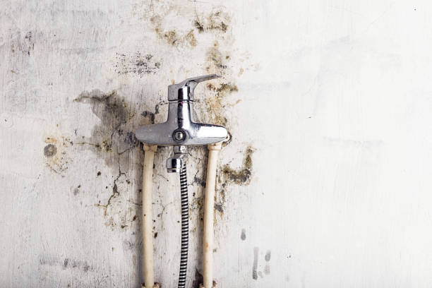 Best Home Mold Removal  in Cutchogue, NY