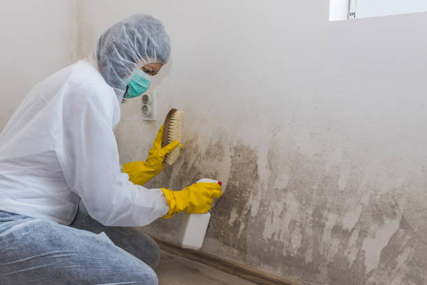 Best Professional Mold Removal  in Cutchogue, NY