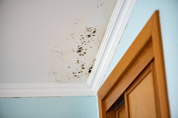 Best Mold Removal and Inspection  in Cutchogue, NY