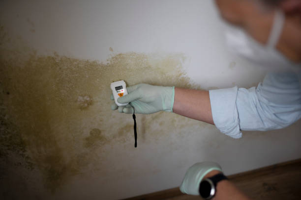 Best Residential Mold Removal  in Cutchogue, NY