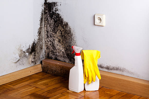 Best Toxic Mold Removal  in Cutchogue, NY